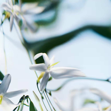 Blanche Absolu de Parfum