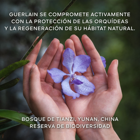 Orchidée Imperial La Crema Rica de Longevitat