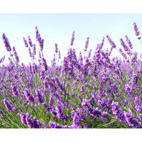 Midnight Recovery Botanical Cleansing Oil