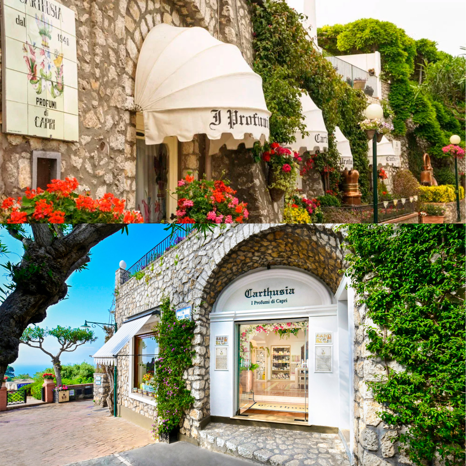 història Carthusia història Carthusia