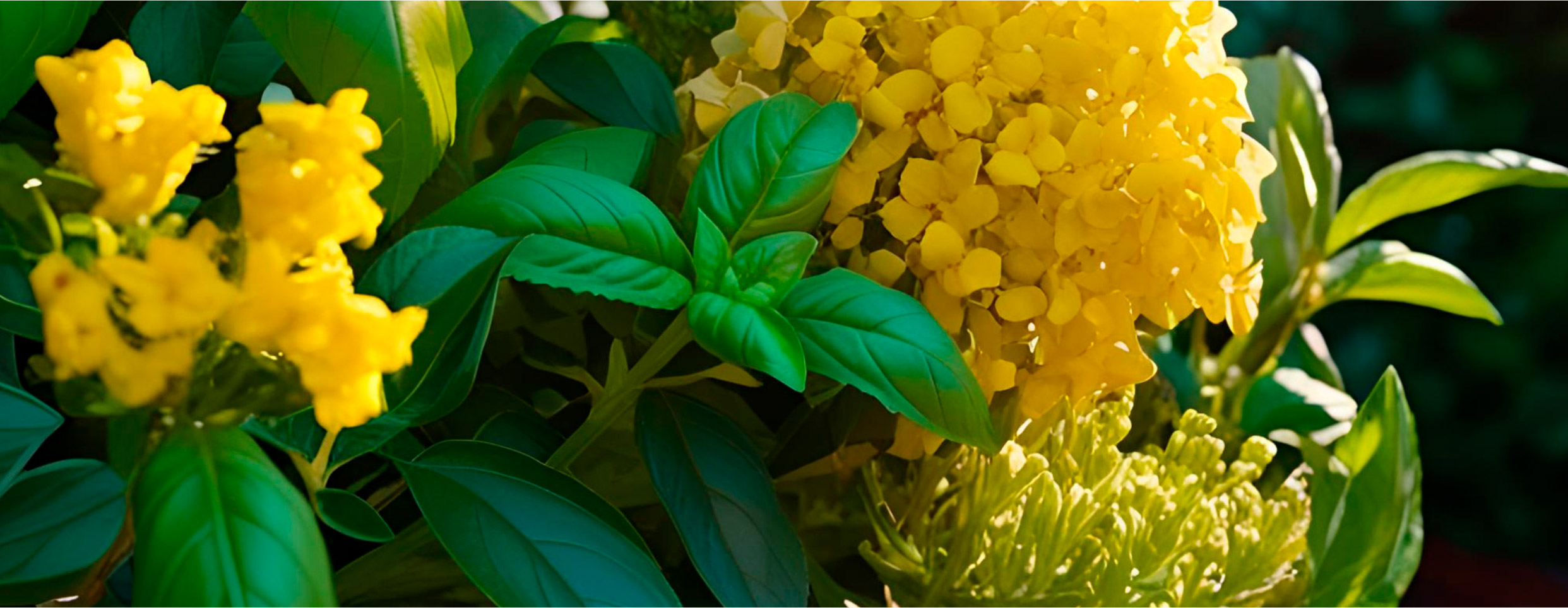 Carthusia colezzione intenso Carthusia colezzione intenso