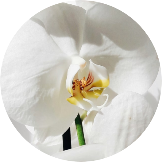 ingredient CÈL·LULES MARE D’ORQUÍDIA Age Filler Júlia Bonet