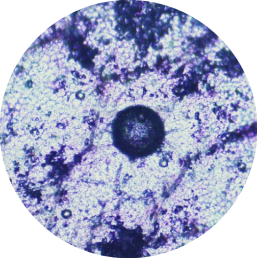 ingredient HTE GTX Extreme Júlia Bonet ingredient HTE GTX Extreme Júlia Bonet