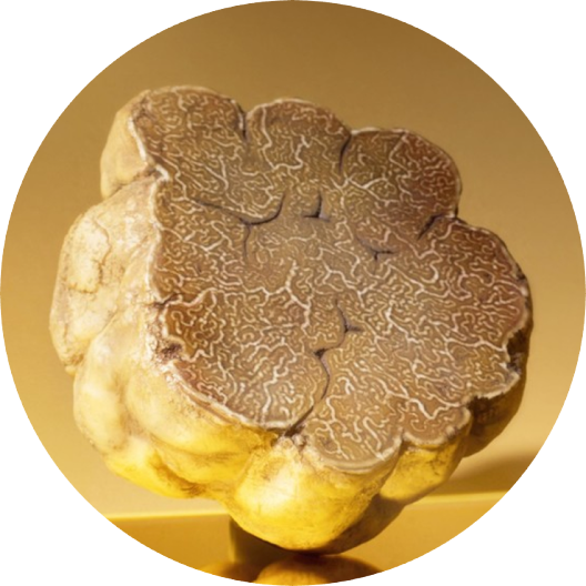 ingredient TÒFONA BLANCA Júlia Gold