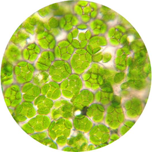 ingredient Moss Cell-Tech Júlia Moss
