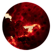 perfums amb acords afruitats Montale