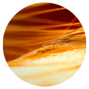 perfums amb acords de mesc Montale