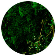 perfums amb acords de fusta Montale