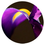 perfums amb acords florals Montale